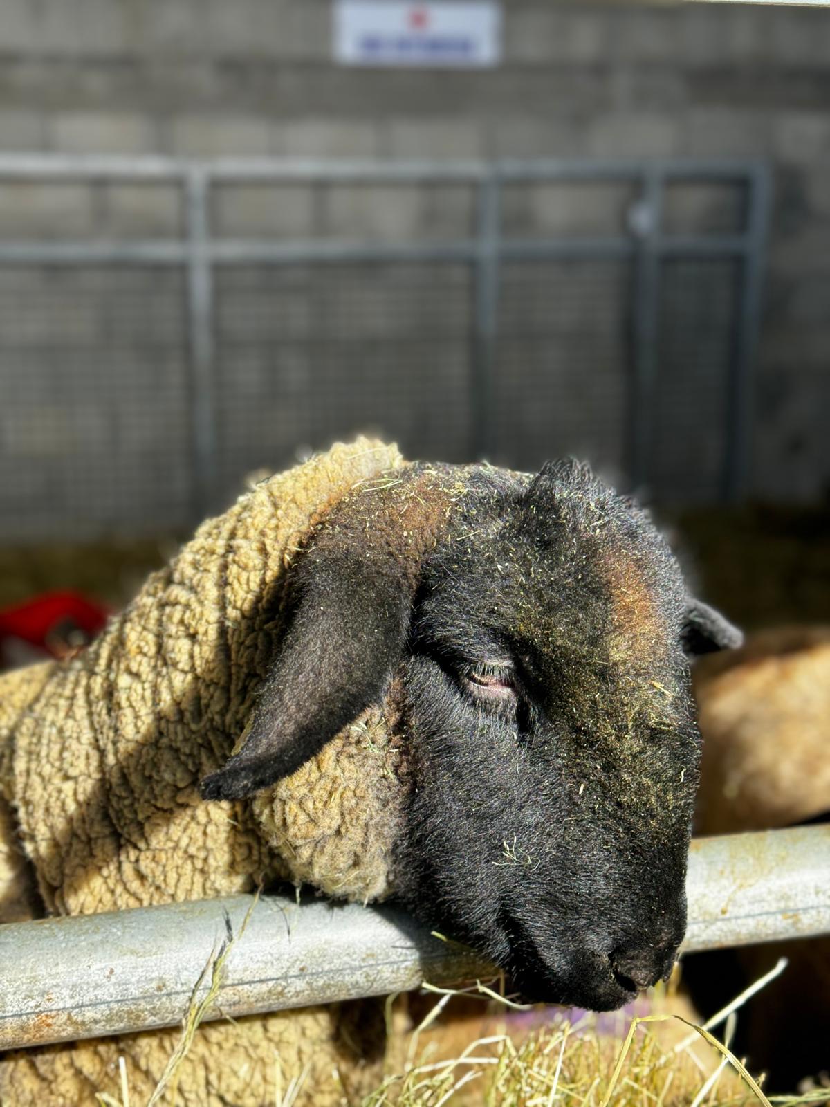Bovini Highland - Benessere animale